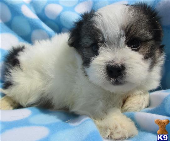 Puppykisses Picture 3